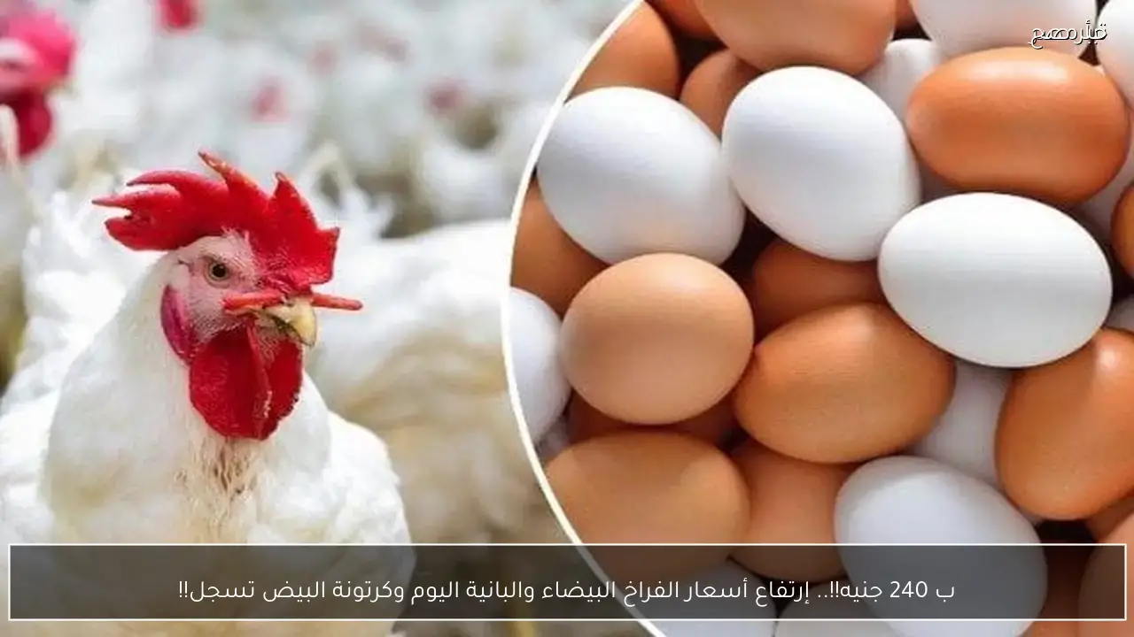 ب 240 جنيه!!.. إرتفاع أسعار الفراخ البيضاء والبانية اليوم وكرتونة البيض تسجل!!