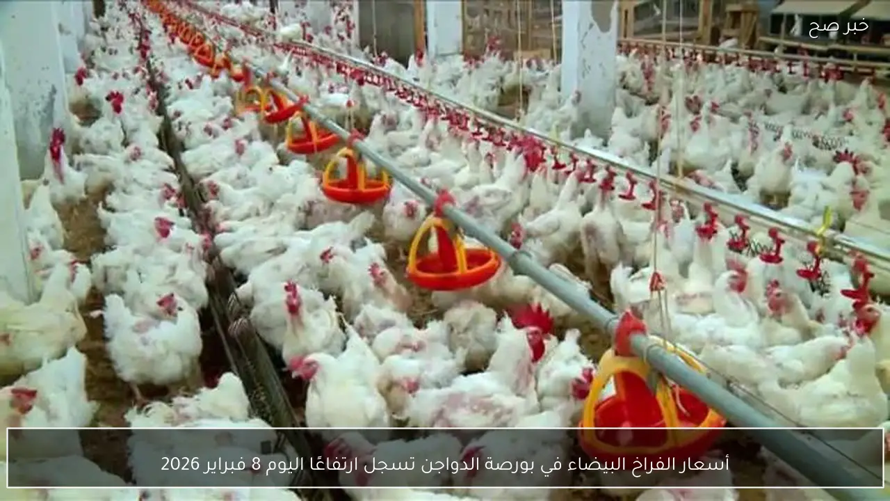 أسعار الفراخ البيضاء في بورصة الدواجن تسجل ارتفاعًا اليوم 8 فبراير 2026