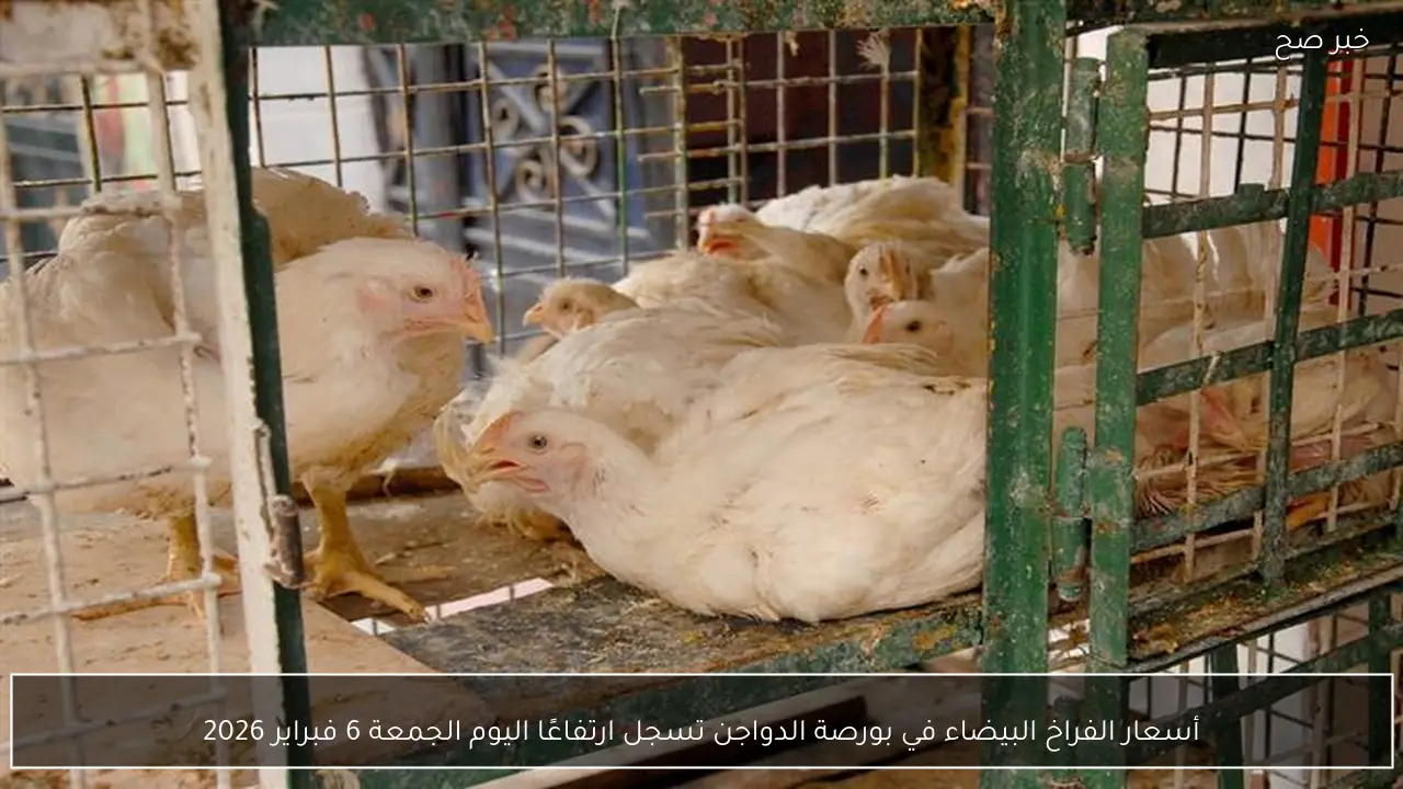 أسعار الفراخ البيضاء في بورصة الدواجن تسجل ارتفاعًا اليوم الجمعة 6 فبراير 2026