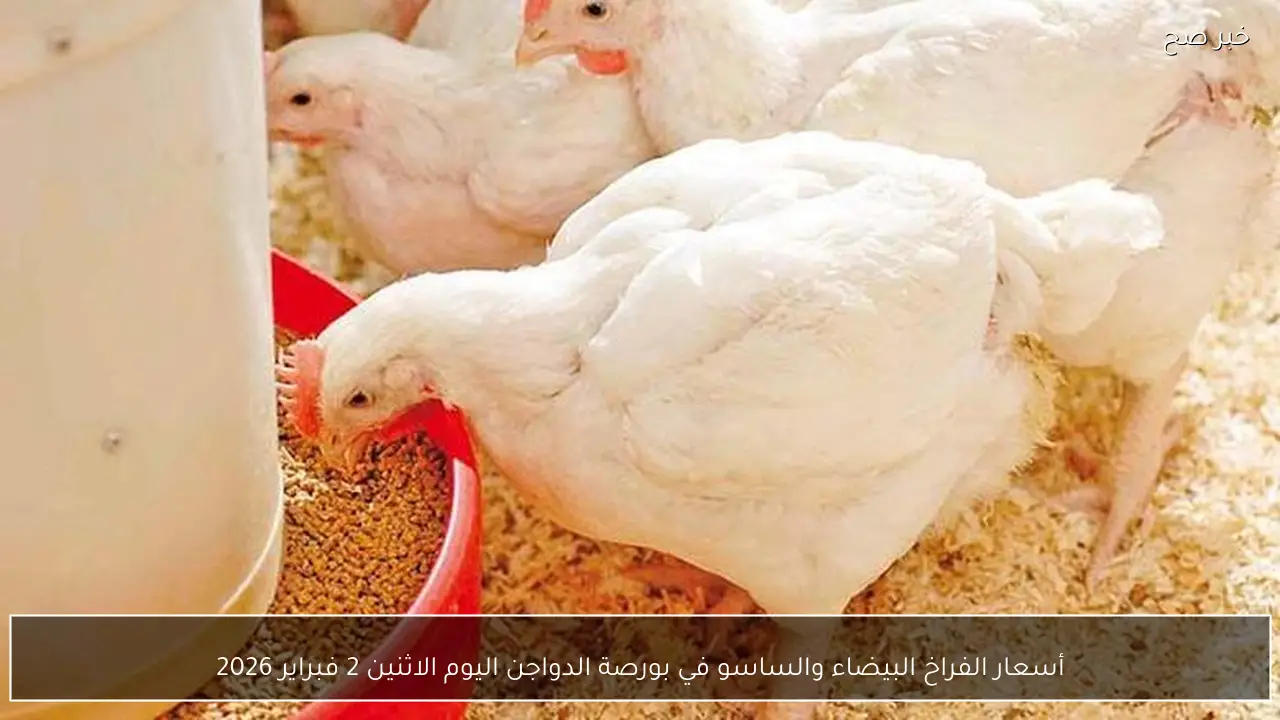 أسعار الفراخ البيضاء والساسو في بورصة الدواجن اليوم الاثنين 2 فبراير 2026