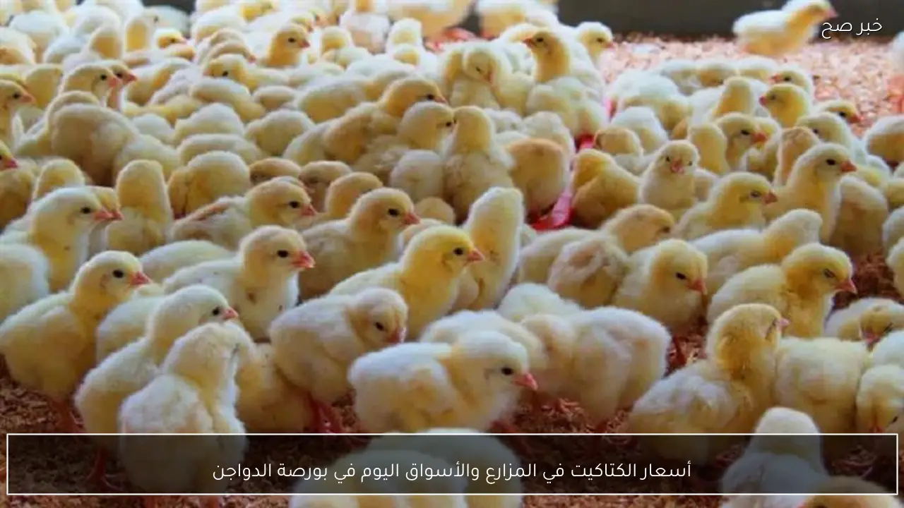 أسعار الكتاكيت في المزارع والأسواق اليوم في بورصة الدواجن