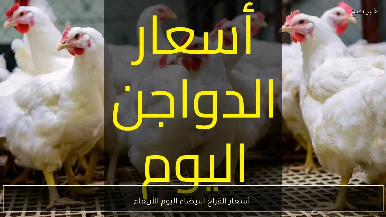 أسعار الفراخ البيضاء اليوم الأربعاء 25 فبراير 2026 سابع يوم رمضان في السوق المصري