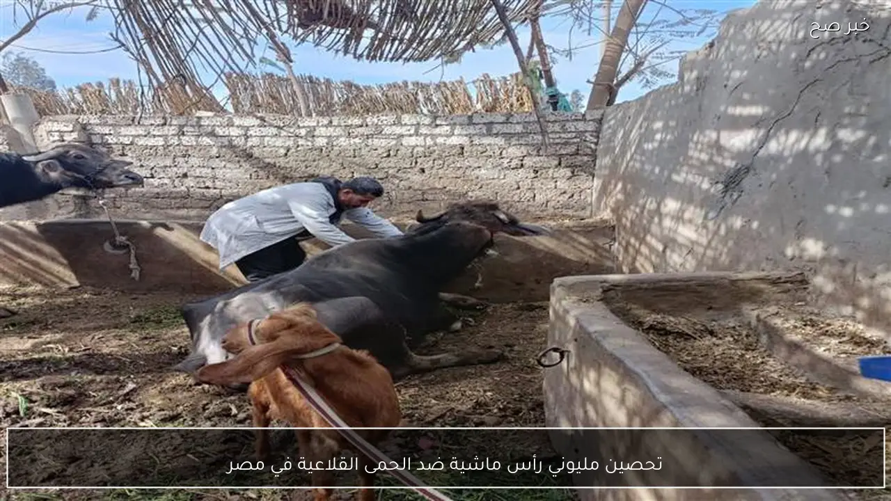 تحصين مليوني رأس ماشية ضد الحمى القلاعية في مصر