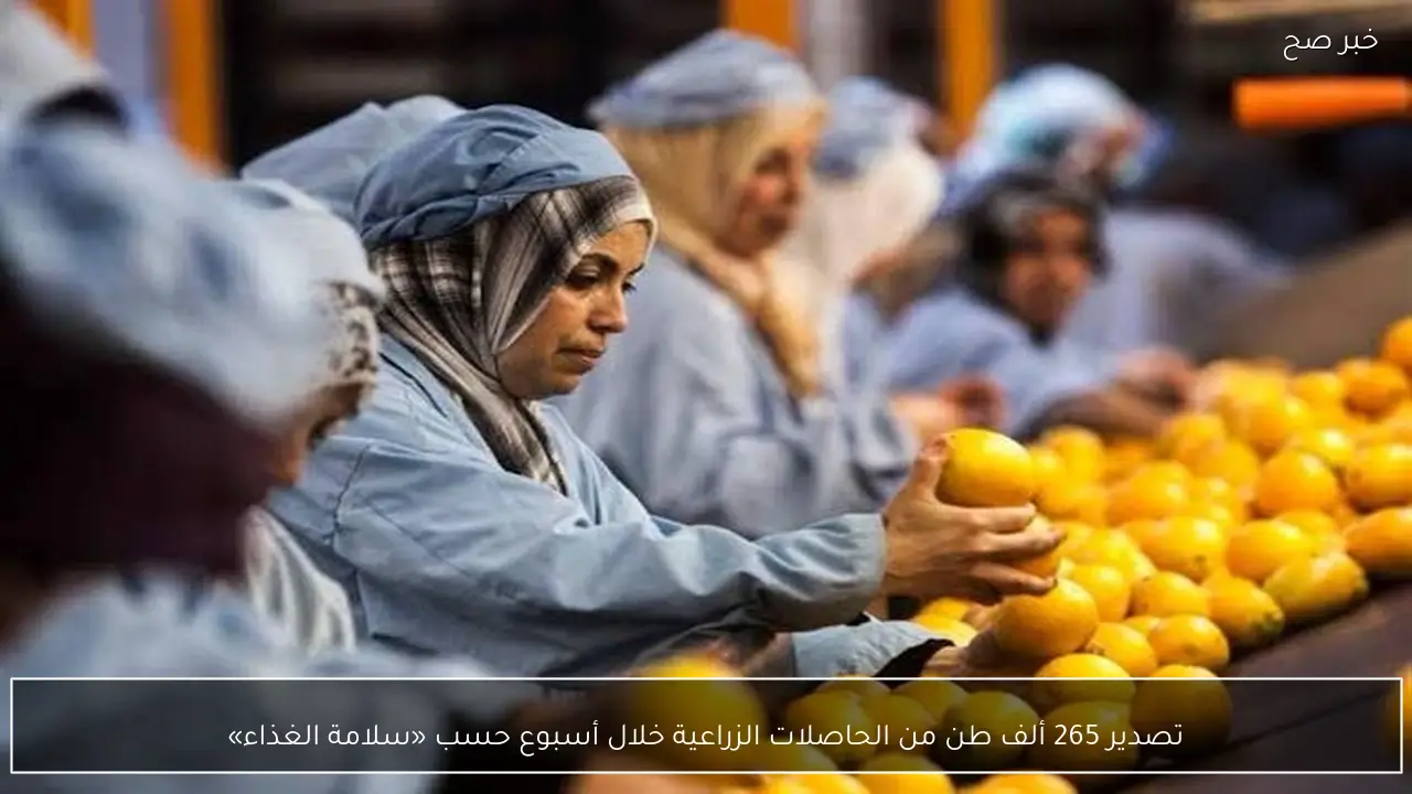 تصدير 265 ألف طن من الحاصلات الزراعية خلال أسبوع حسب «سلامة الغذاء»