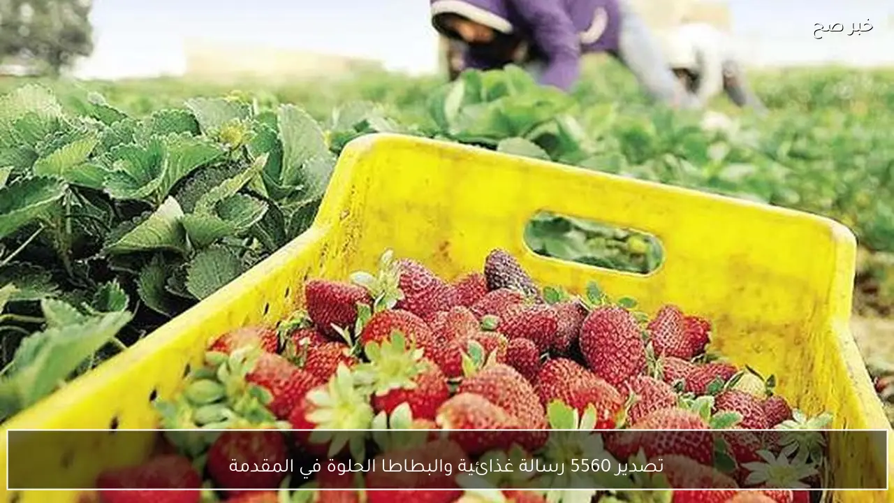 تصدير 5560 رسالة غذائية والبطاطا الحلوة في المقدمة