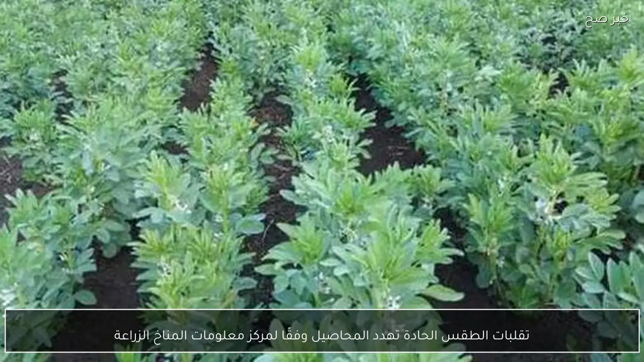 تقلبات الطقس الحادة تهدد المحاصيل وفقًا لمركز معلومات المناخ الزراعة