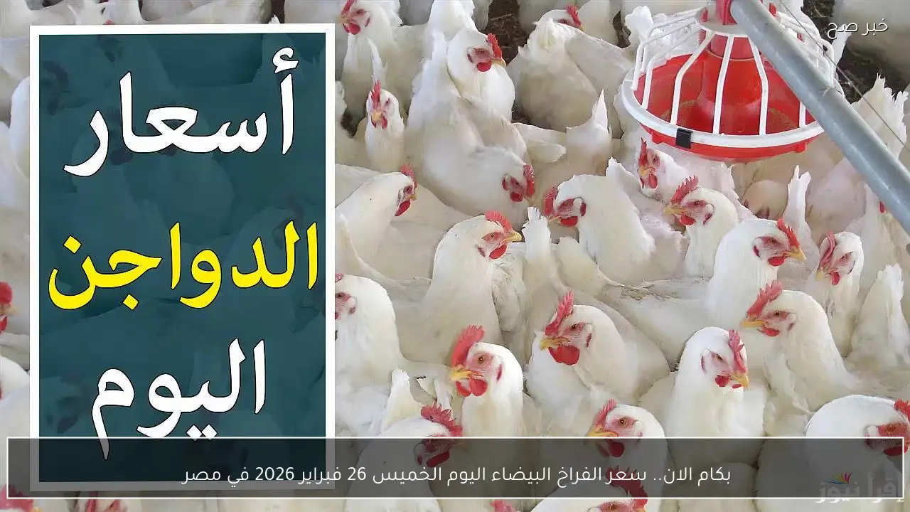 بكام الان.. سعر الفراخ البيضاء اليوم الخميس 26 فبراير 2026 في مصر 