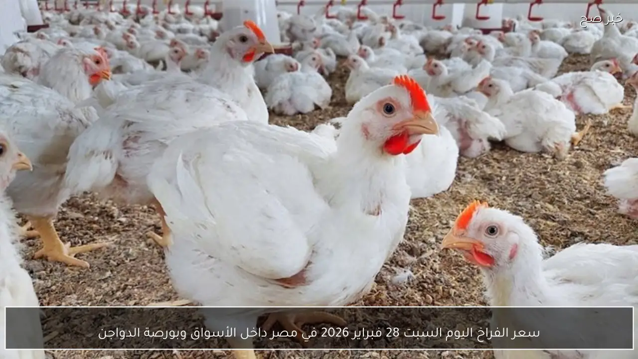 سعر الفراخ اليوم السبت 28 فبراير 2026 في مصر داخل الأسواق وبورصة الدواجن