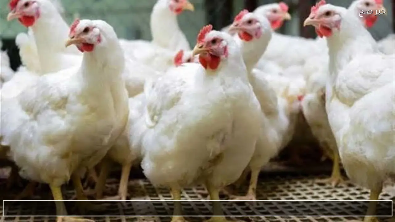 مع بداية رمضان.. أسعار الفراخ البيضاء اليوم الخميس 19 فبراير 2026 في بورصة الدواجن بعد آخر تحديث
