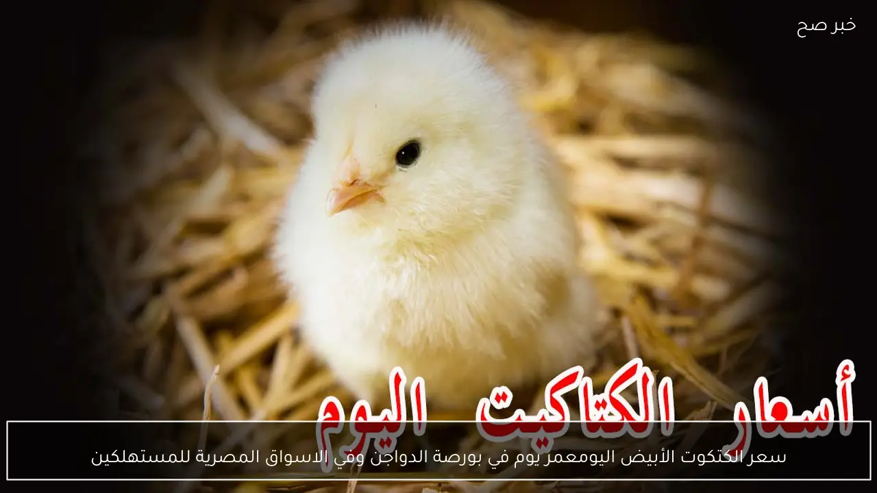 سعر الكتكوت الأبيض اليوم عمر يوم في بورصة الدواجن وفي الاسواق المصرية للمستهلكين