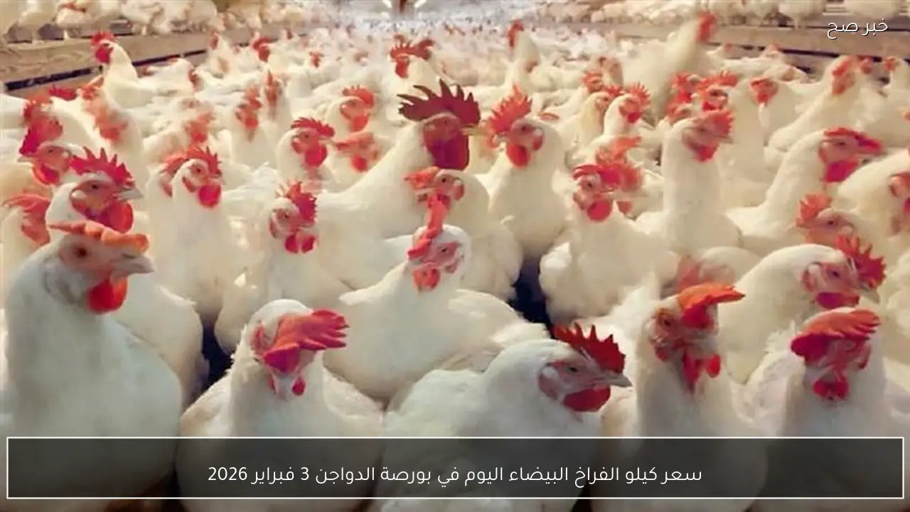 سعر كيلو الفراخ البيضاء اليوم في بورصة الدواجن 3 فبراير 2026