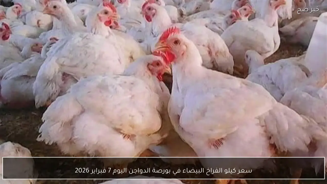 سعر كيلو الفراخ البيضاء في بورصة الدواجن اليوم 7 فبراير 2026