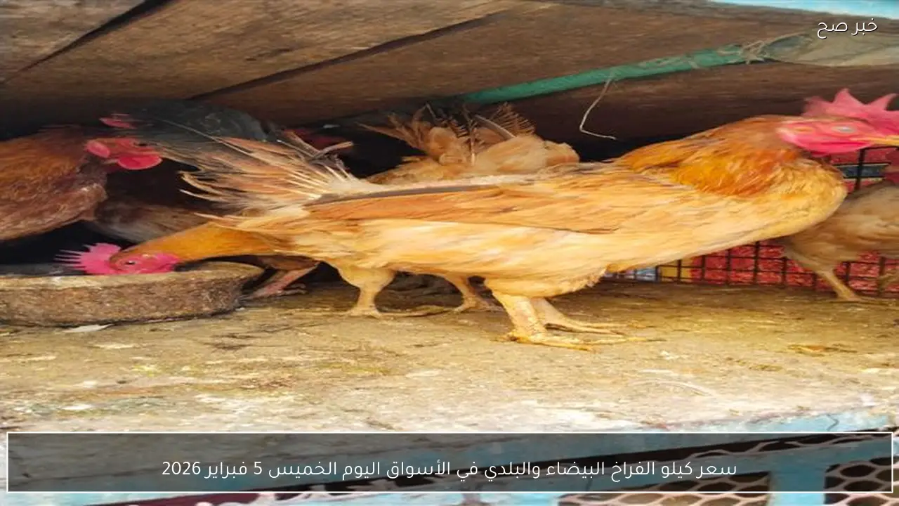 سعر كيلو الفراخ البيضاء والبلدي في الأسواق اليوم الخميس 5 فبراير 2026