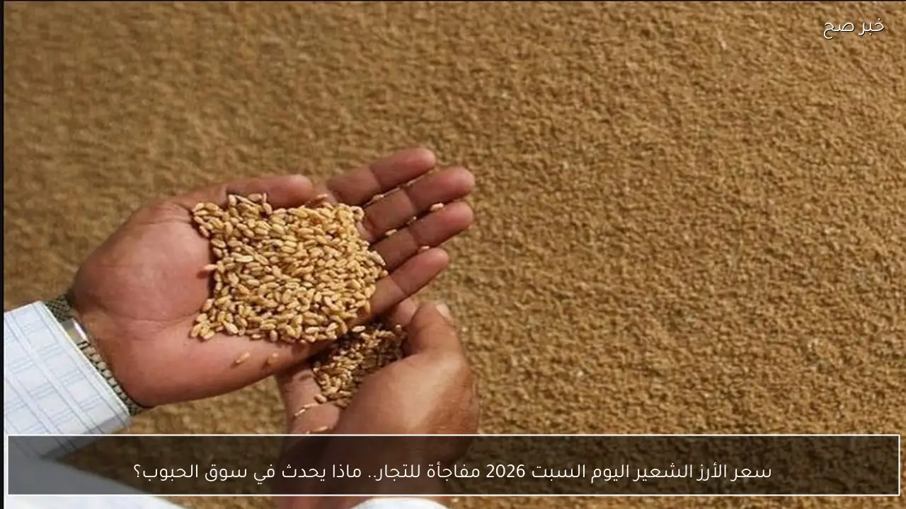 سعر الأرز الشعير اليوم السبت 2026 مفاجأة للتجار.. ماذا يحدث في سوق الحبوب؟