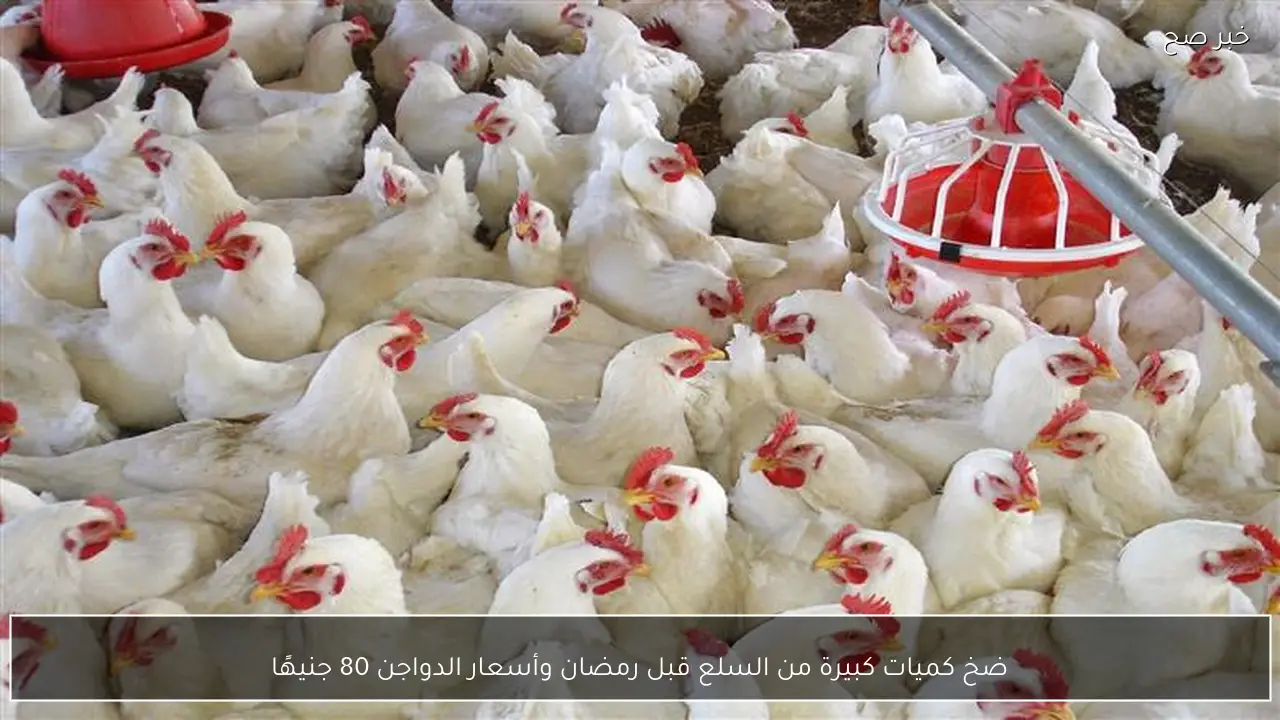 ضخ كميات كبيرة من السلع قبل رمضان وأسعار الدواجن 80 جنيهًا