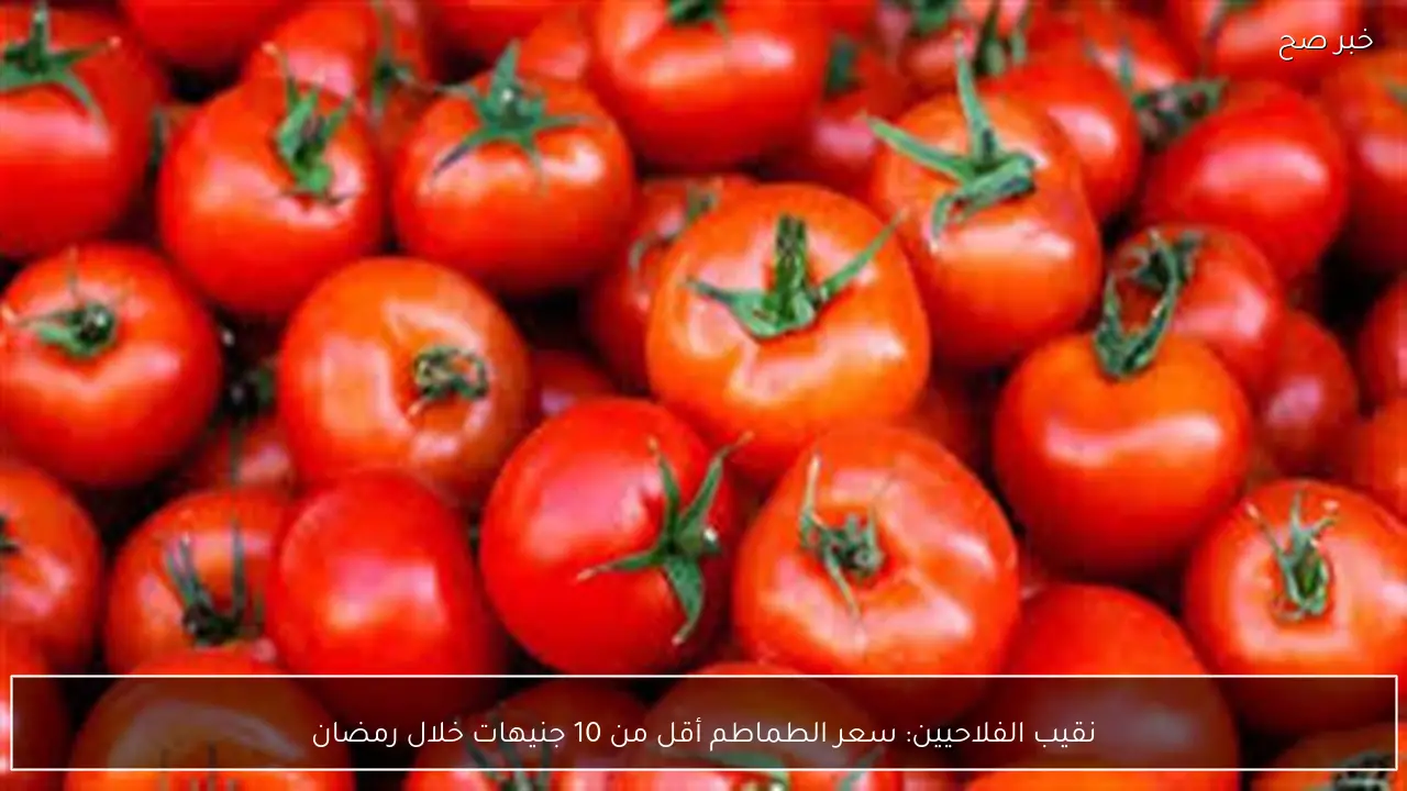 نقيب الفلاحيين: سعر الطماطم أقل من 10 جنيهات خلال رمضان