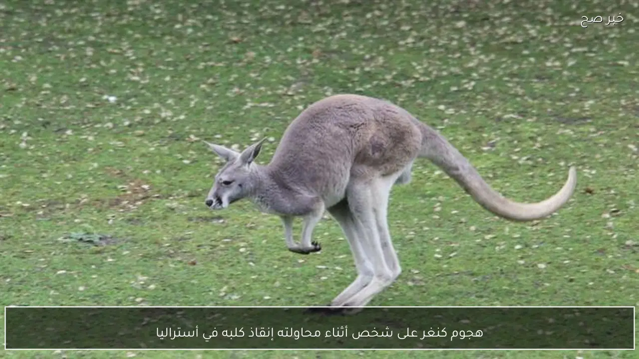 هجوم كنغر على شخص أثناء محاولته إنقاذ كلبه في أستراليا