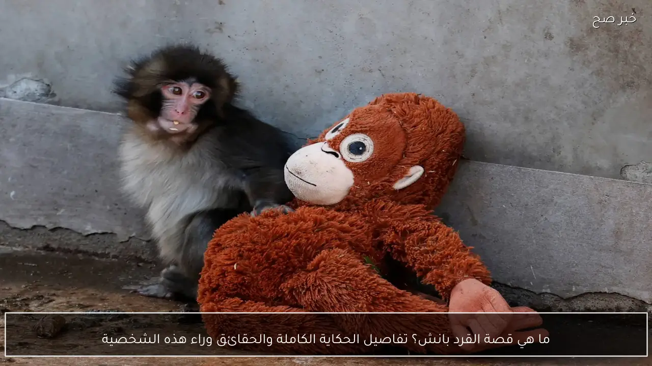 ما هي قصة القرد بانش؟ تفاصيل الحكاية الكاملة والحقائق وراء هذه الشخصية