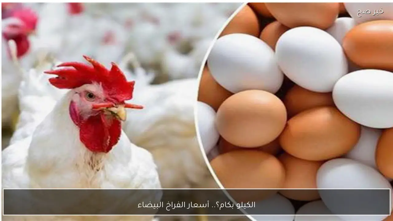 ارتفاع أسعار الفراخ البيضاء في بورصة الدواجن اليوم وفي السوق المصري للمستهلك
