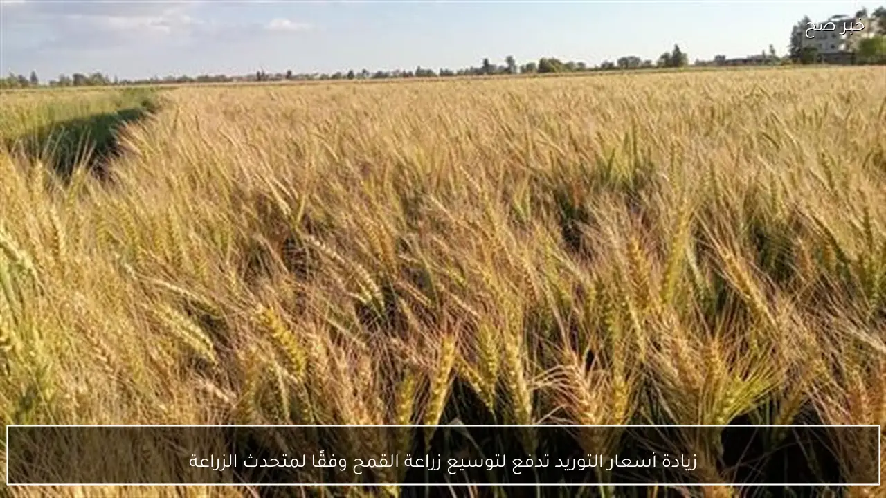 زيادة أسعار التوريد تدفع لتوسيع زراعة القمح وفقًا لمتحدث الزراعة