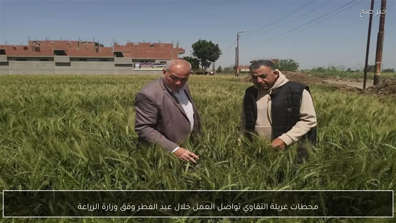 محطات غربلة التقاوي تواصل العمل خلال عيد الفطر وفق وزارة الزراعة