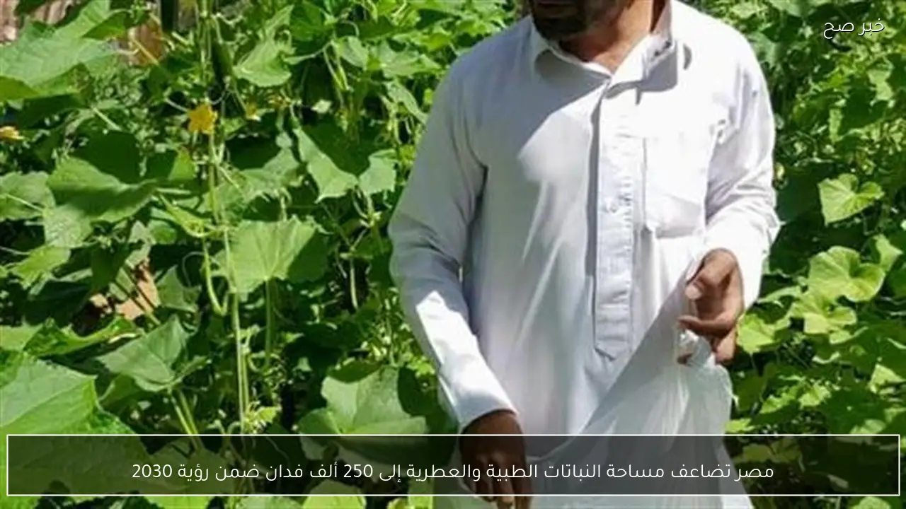 مصر تضاعف مساحة النباتات الطبية والعطرية إلى 250 ألف فدان ضمن رؤية 2030