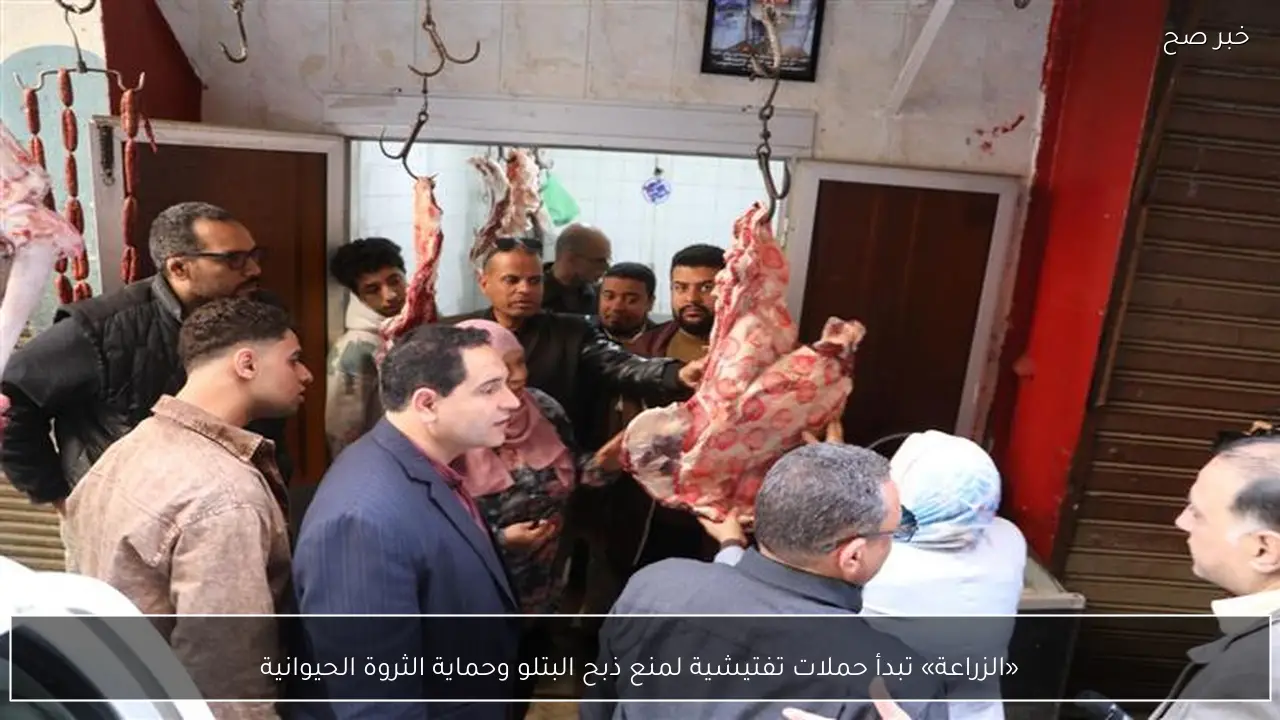 «الزراعة» تبدأ حملات تفتيشية لمنع ذبح البتلو وحماية الثروة الحيوانية