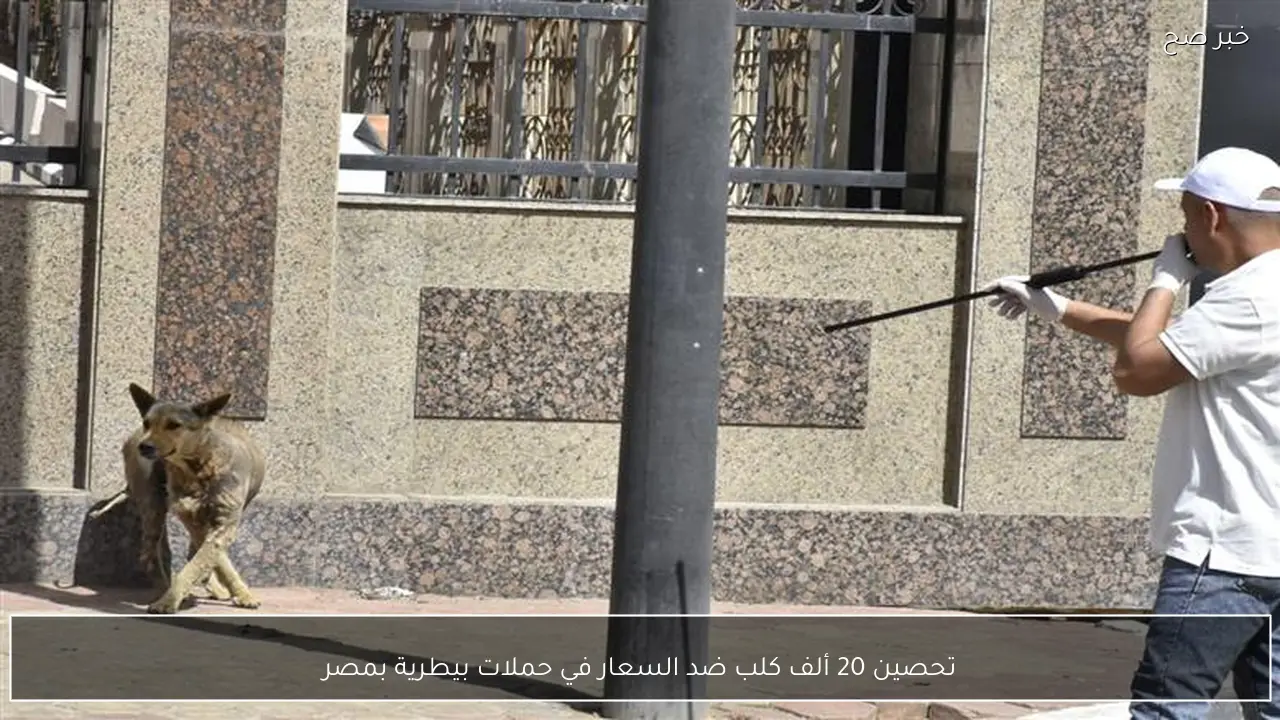 تحصين 20 ألف كلب ضد السعار في حملات بيطرية بمصر