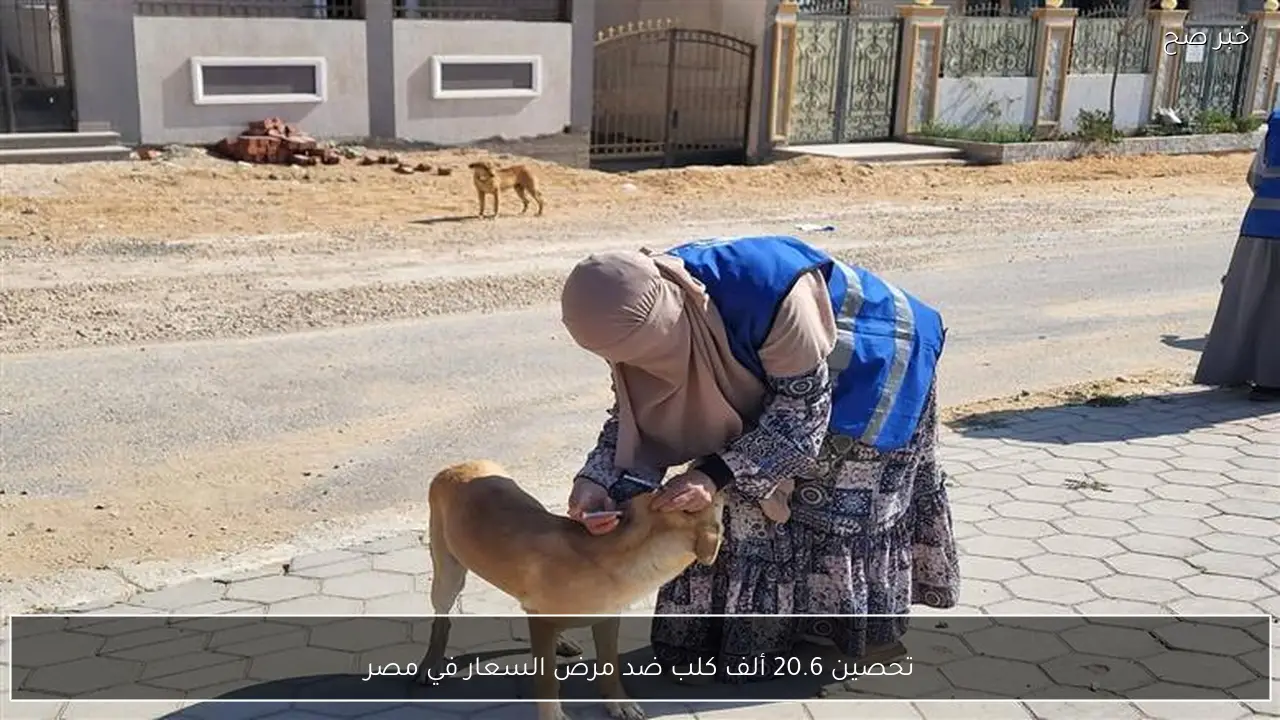 تحصين 20.6 ألف كلب ضد مرض السعار في مصر