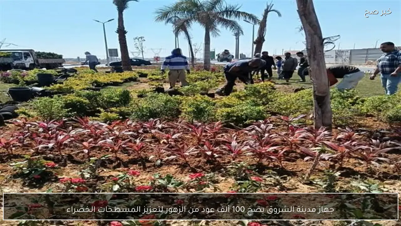 جهاز مدينة الشروق يضخ 100 ألف عود من الزهور لتعزيز المسطحات الخضراء