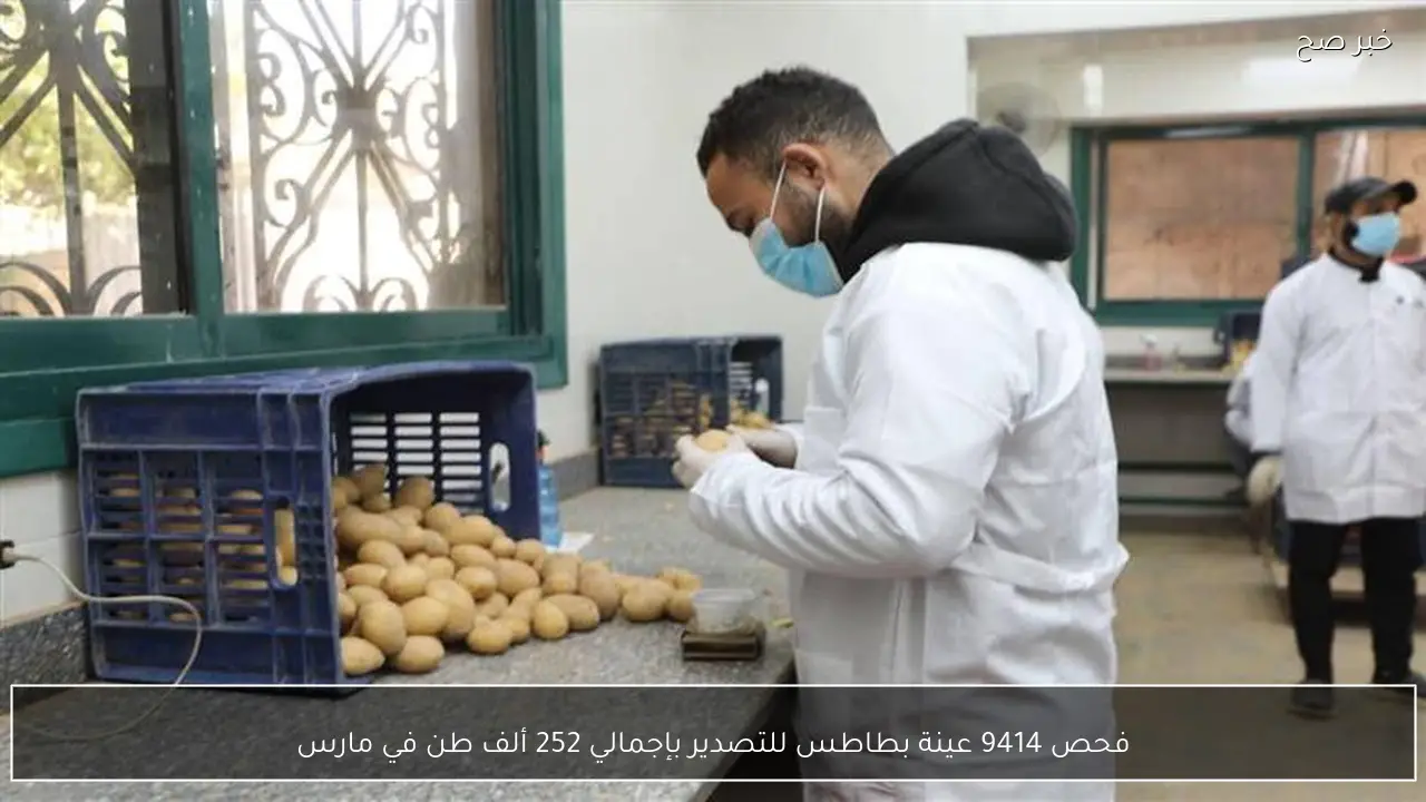 فحص 9414 عينة بطاطس للتصدير بإجمالي 252 ألف طن في مارس