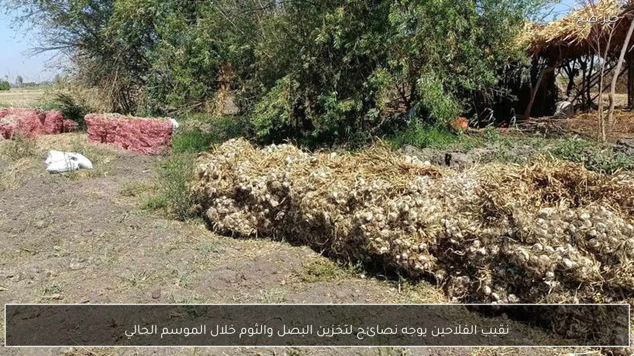 نقيب الفلاحين يوجه نصائح لتخزين البصل والثوم خلال الموسم الحالي